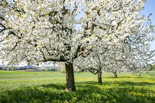 White beautiful cherry tree in a field