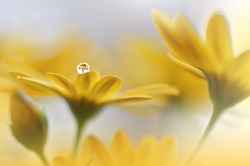 Obraz premium Beautiful Nature Background.Floral Art Design.Abstract Macro Photography.Daisy Flower.Pastel Flowers.Yellow Background.Creative Artistic Wallpaper.Wedding Invitation.Celebration,love.Close up.