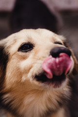 Cachorro com a língua de fora.