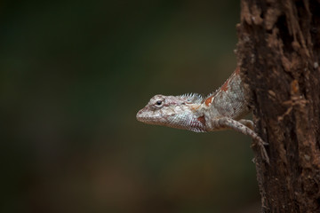 Obraz premium Wild chameleon