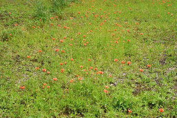 Long headed poppy / Papaveraceae annual grass