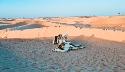  Camel   famous tourist attraction in Tunisia, Chebika,Tunisia.