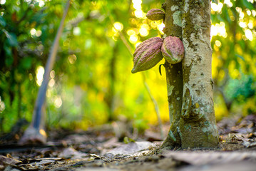 Chocolate tree ( Theobroma cacao ) with fruits bokeh background