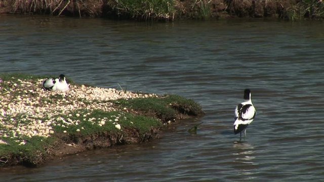 Wading birds on the shore in England 