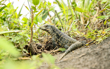 Lagarto preto e amarelo no meio do gramado olhando para a câmera.
