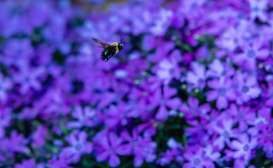A carpenter bee hovers over purple phlox in Oregon