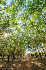 Top of rubber tree and rubber leaf and rubber plantation tree background at Tay Ninh, Vietnam.
