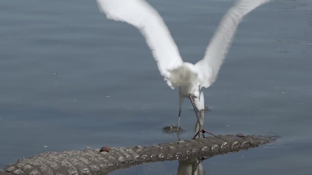 A great egret bird hops off the back of an alligator at Gatorland in Orlando 