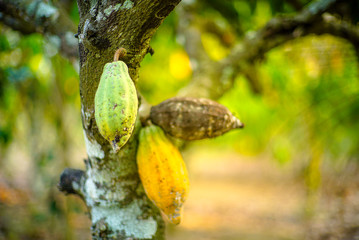 Chocolate tree ( Theobroma cacao ), chocolate fruit on a tree that is ready to be harvested with bokeh background. 