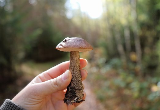 Brown cap boletus in hand with forest bokeh. Mushroom, Leccinum scabrum, commonly known as the rough-stemmed bolete and birch bolete.