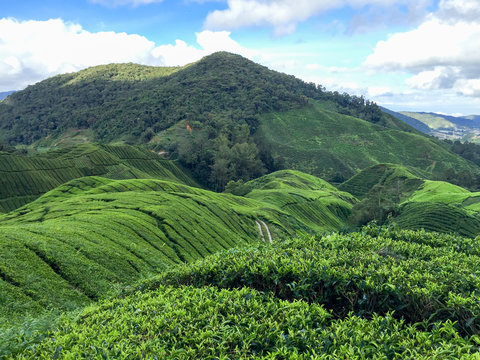 Malaysia, Pahang, Teefelder der Cameron Highlands