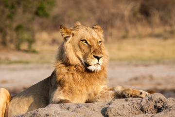 Lion at waterhole