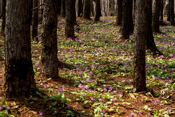 森の中のカタクリの花の群生
