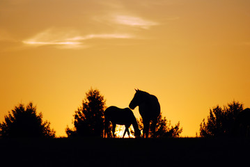 Fototapeta na wymiar Sunrise on a horse farm