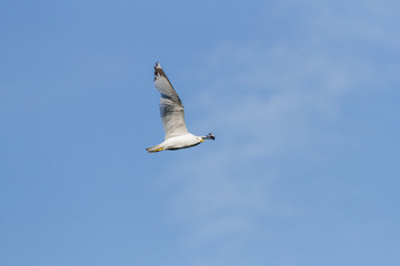 Ring-billed Gull in flight. 
