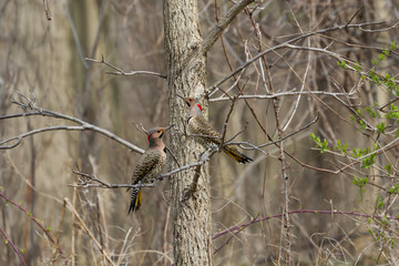 Two male Northern Flickers presumably jousting over territory.   