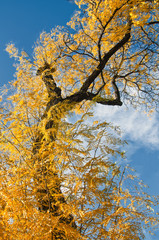 One artistic tree in bright, yellow, fall color that appears to be dancing in the breeze.