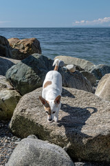 Distinctive small dog on sunny day #13