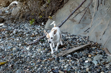 Distinctive small dog on sunny day #14