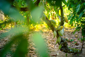 Chocolate tree ( Theobroma cacao ) with fruits bokeh background