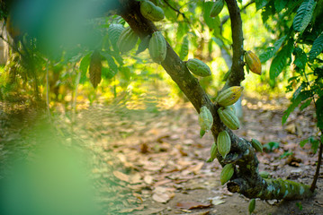 Chocolate tree ( Theobroma cacao ) with fruits bokeh background