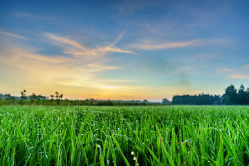 Rice fields, terraces, plantation, farm. An organic asian rice farm and agriculture. Young growing rice, Mekong delta, Vietnam