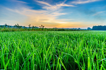 Rice fields, terraces, plantation, farm. An organic asian rice farm and agriculture. Young growing rice, Mekong delta, Vietnam