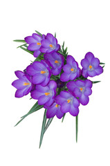Blue flowers on a white background. Crocuses - 342566195