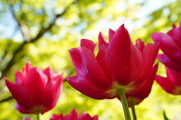 カラフルなチューリップのお花畑