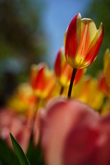 カラフルなチューリップのお花畑