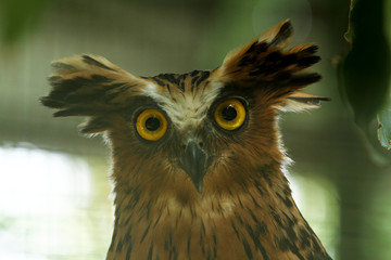 big eyes