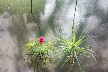 エアプランツの日光浴