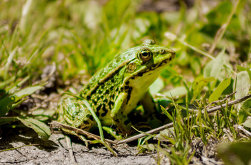 grenouille verte espace vie nature