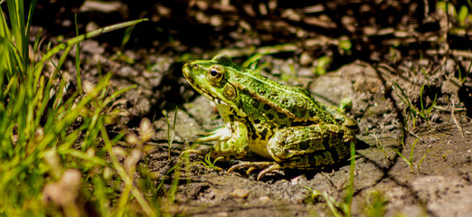 grenouille verte espace vie nature