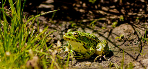 grenouille verte espace vie nature