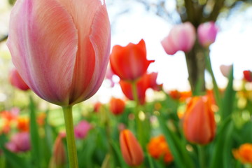 カラフルなチューリップのお花畑