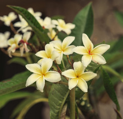 Obraz premium yellow frangipani flower