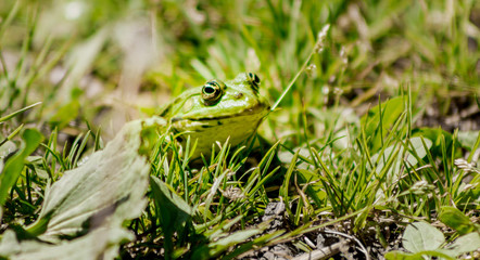 grenouille verte espace vie nature