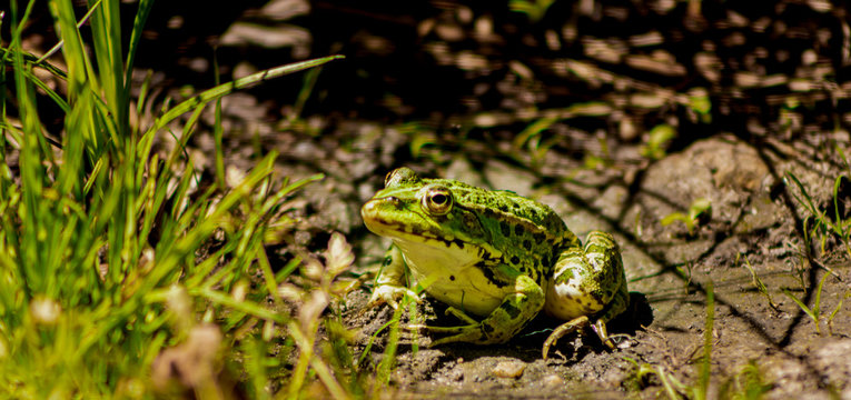 grenouille verte espace vie nature
