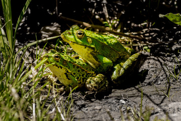 Obraz premium grenouille verte espace vie nature