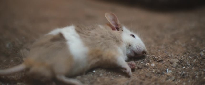 Poisoned mouse lying on the ground and dying from a snake's bite. CLOSE UP, SHALLOW DOF, SLOW MOTION, BMPCC 4K.