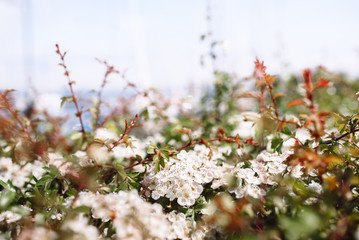 The tree blooms white in spring