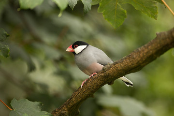  Java sparrow (Lonchura oryzivora).