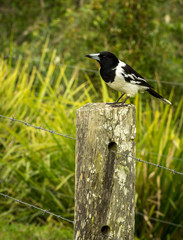 Magpie on Old Fence Post in Portrait Mode