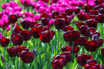 A field of black tulips in the sunlight. In spring, beautiful dark tulips bloom in the garden. Black tulips close-up as a background for printing, decor, Wallpaper, posters.