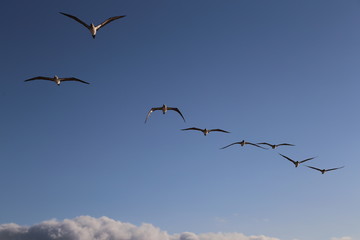 2014-08 Galapagos