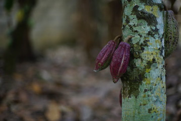 Chocolate tree ( Theobroma cacao ) with fruits bokeh background