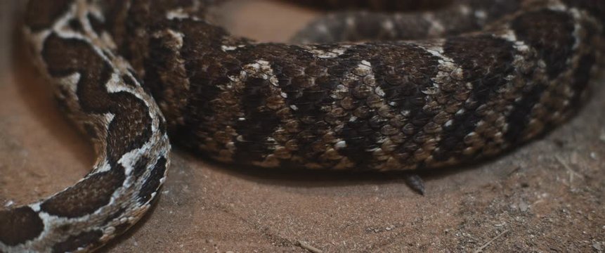 Viper snake flinching its skin scales while moving on the ground. Close up, slow motion. BMPCC 4K