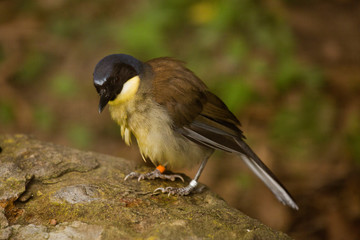 Blue-crowned laughingthrush Courtois's laughingbird (Garrulax courtoisi).