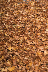 autumn leaves background
